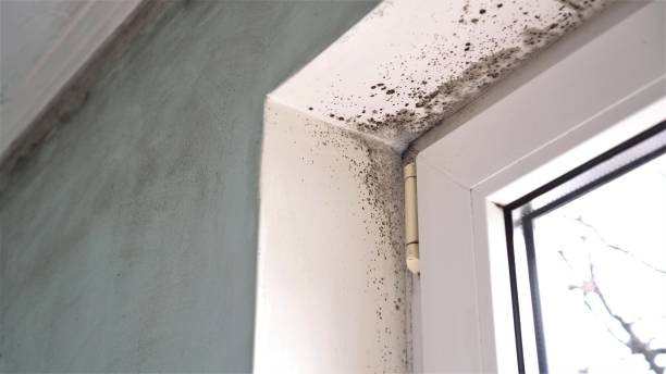 Mold Odor Removal Services in Indialantic, FL